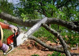 Professional  Tree Services in Kennedy, CA