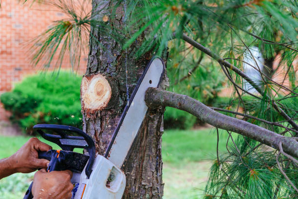 Why Choose Our Tree Removal Services in Kennedy, CA?